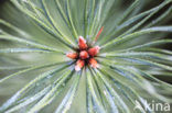 Scots Pine (Pinus sylvestris)