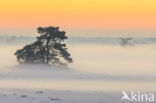 Scots Pine (Pinus sylvestris)