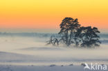 Scots Pine (Pinus sylvestris)