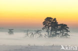 Grove den (Pinus sylvestris)