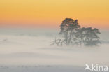 Scots Pine (Pinus sylvestris)