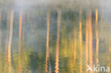 Scots Pine (Pinus sylvestris)