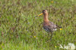 Grutto (Limosa limosa) 