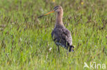 Grutto (Limosa limosa) 