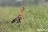 Grutto (Limosa limosa) 