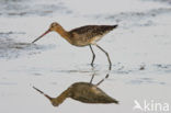 Black-tailed Godwit (Limosa limosa) 