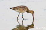 Black-tailed Godwit (Limosa limosa) 