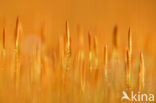 haircap moss (Polytrichum spec.)