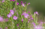 Harig wilgeroosje (Epilobium hirsutum)