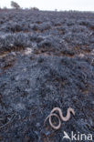 Slow Worm (Anguis fragilis)