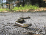 Hazelworm (Anguis fragilis) 