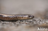 Hazelworm (Anguis fragilis) 