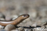 Hazelworm (Anguis fragilis) 