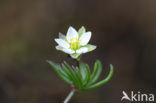 Pearlwort Spurrey (Spergula morisonii)