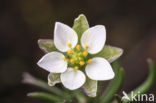 Pearlwort Spurrey (Spergula morisonii)