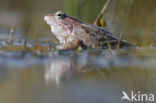 Moor Frog (Rana arvalis)