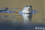 Moor Frog (Rana arvalis)