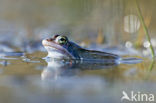 Moor Frog (Rana arvalis)