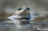 Moor Frog (Rana arvalis)