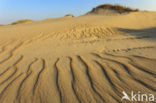 Marram (Ammophila arenaria)