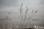 Marram (Ammophila arenaria)