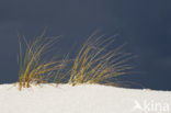 Marram (Ammophila arenaria)