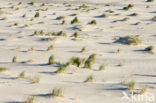 Marram (Ammophila arenaria)