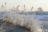 Marram (Ammophila arenaria)