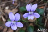 Hondsviooltje (Viola canina) 