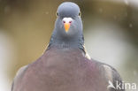 Houtduif (Columba palumbus)