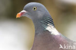 Houtduif (Columba palumbus)