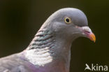 Houtduif (Columba palumbus)