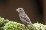 Huismus (Passer domesticus) 