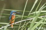 IJsvogel (Alcedo atthis)