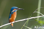 IJsvogel (Alcedo atthis)