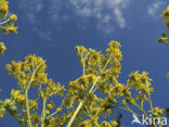 Common Ragwort (Jacobaea vulgaris)