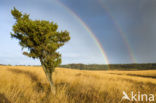 common juniper (Juniperus communis)