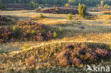 common juniper (Juniperus communis)
