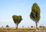 common juniper (Juniperus communis)