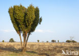 common juniper (Juniperus communis)