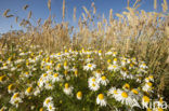 Camomile (Matricaria spec.)