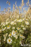 Camomile (Matricaria spec.)