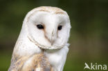 Barn Owl (Tyto alba)