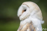 Kerkuil (Tyto alba) 