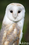 Kerkuil (Tyto alba) 