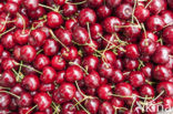 Cherry (Prunus spec)