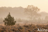 Great Grey Shrike (Lanius excubitor)