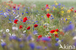 Poppy (Papaver spec.)