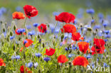 Klaproos (Papaver spec.)