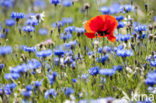 Klaproos (Papaver spec.)